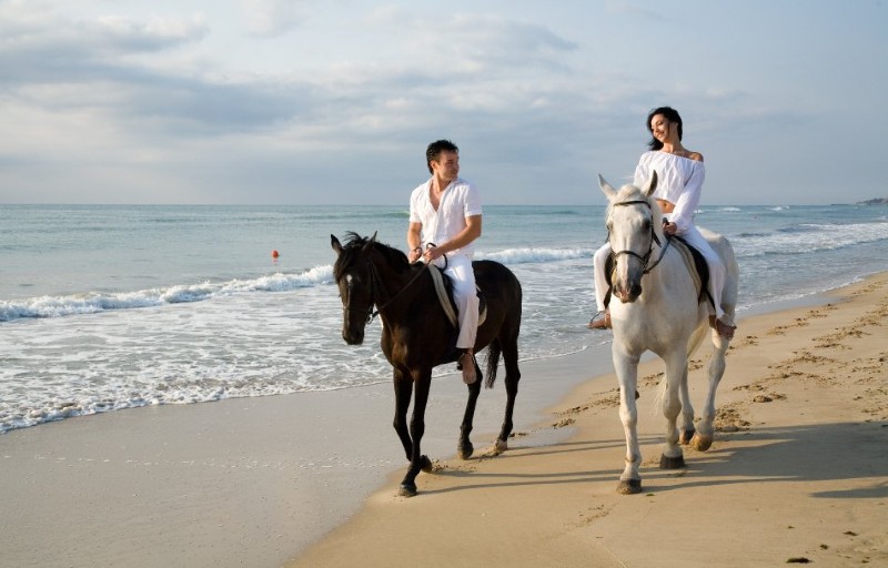 Albena 2026 sport horse 1 Custom