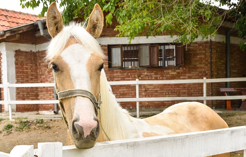 Albena 2026 sport horse 2 Custom