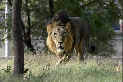Lion 1 India