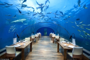 3C544D8400000578-4136302-The underwater experience is perhaps best enjoyed at lunch thoug-a-1 1485161069096