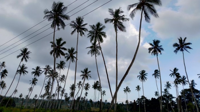 Zanzibar palmi