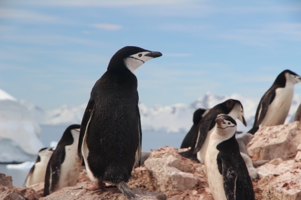 antarctic penguins