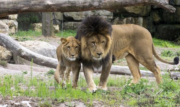 corona-lions