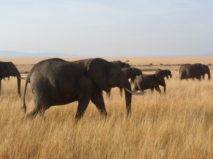 elephants_africa-pxhere