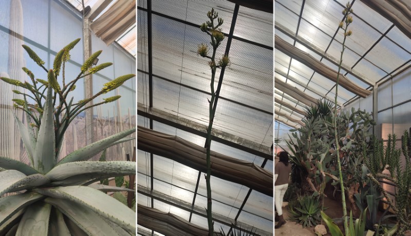 Dvoreca 2026 Lyuborodie 23.02 2 Custom