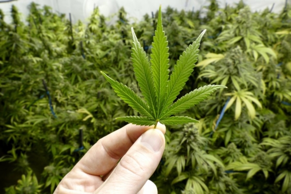 Остров марихуаны выращивание конопли до 20 кустов