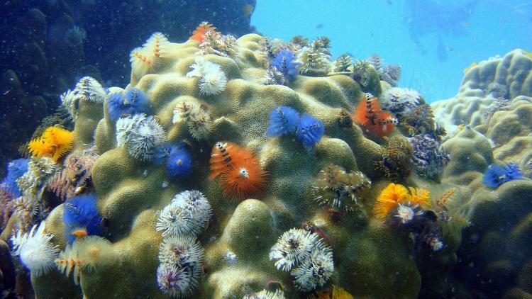 korali