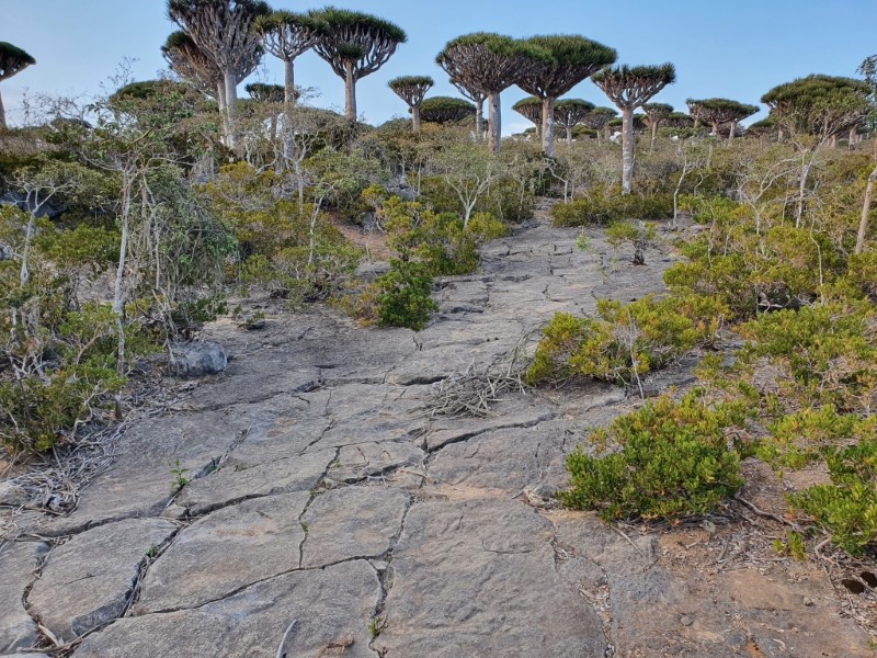 ABUJET Manya Arabski istorii 6