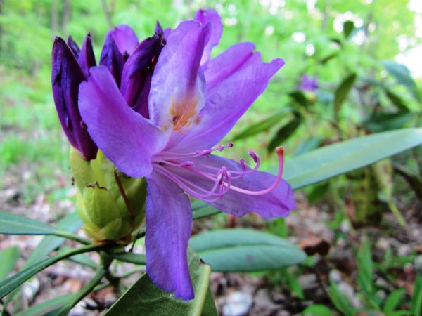 Rhododendron ponticum 1