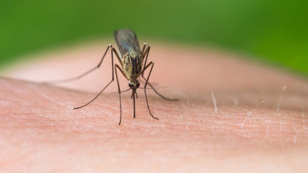 komari.albena
