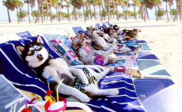 53033-Dogs-On-Vacation