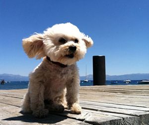 dogs-on-vacation-charley-lake-tahoe-m