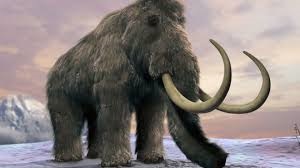 mamut 300