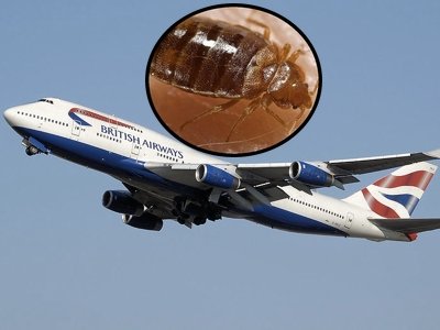 true-horror-story-i-was-devoured-by-bedbugs-on-a-british-airways-flight