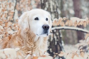 golden-retriever-dog-snow-winter