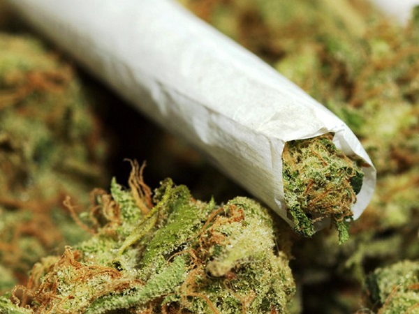 В штате вашингтон разрешена марихуана конопли на организм