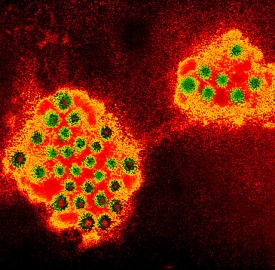 novovirus 2