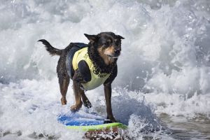 surfing-dog-huntington-beach-california-2017-1500x1001