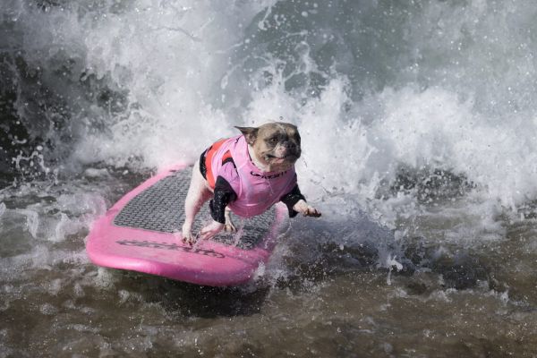 surfing-dogs-california-1500x1001
