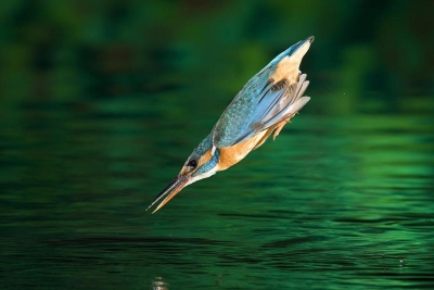 adult-female-common-kingfisher-alcedo-joe-petersburger