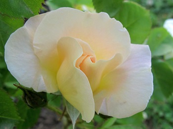 rozi albena 1