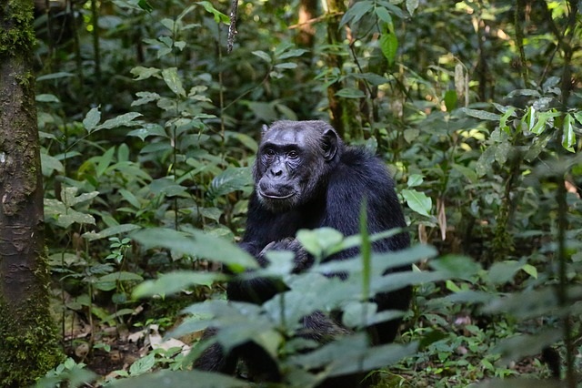 shimpanze Uganda