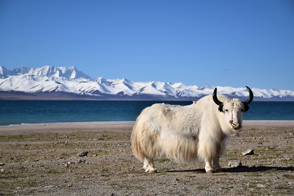 tibet-yak