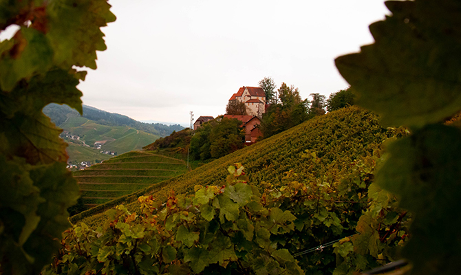 vineyard-germany